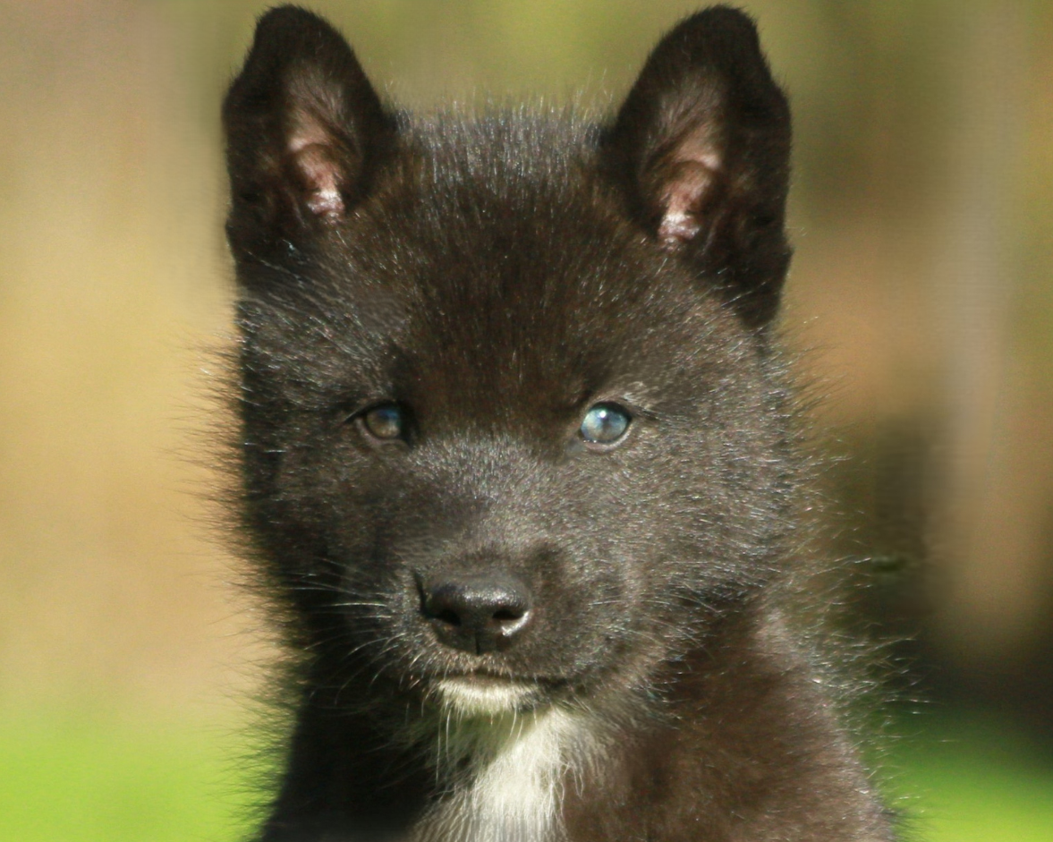 Publication : Alcateia Das Neves