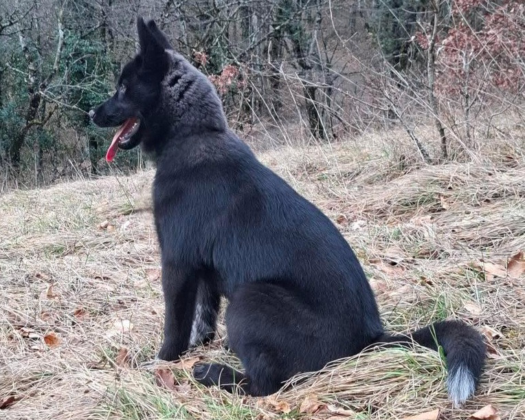 Alcateia Das Neves Amnesia