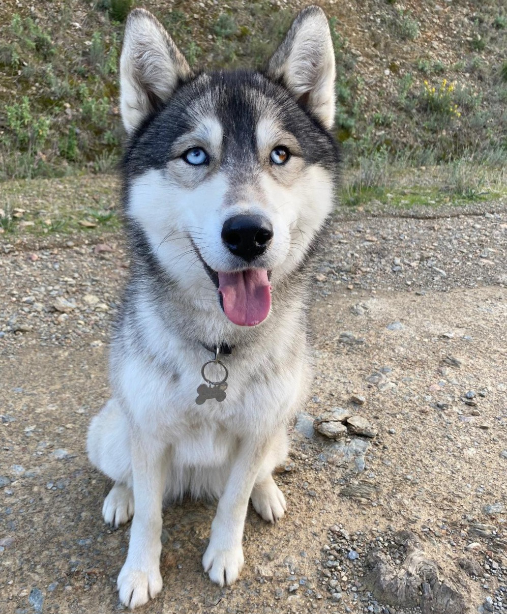 Alcateia Das Neves V'athena