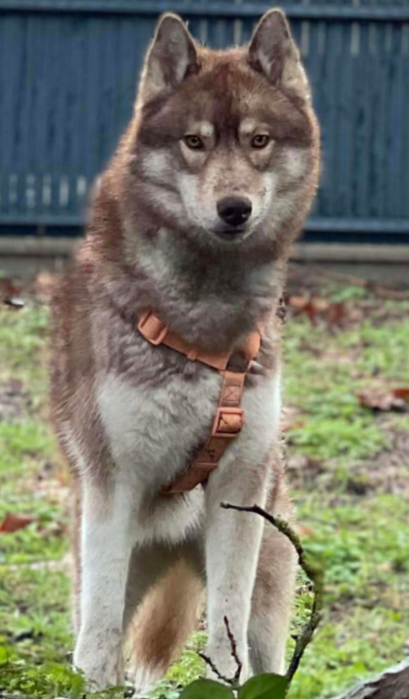 Alcateia Das Neves U'indalo