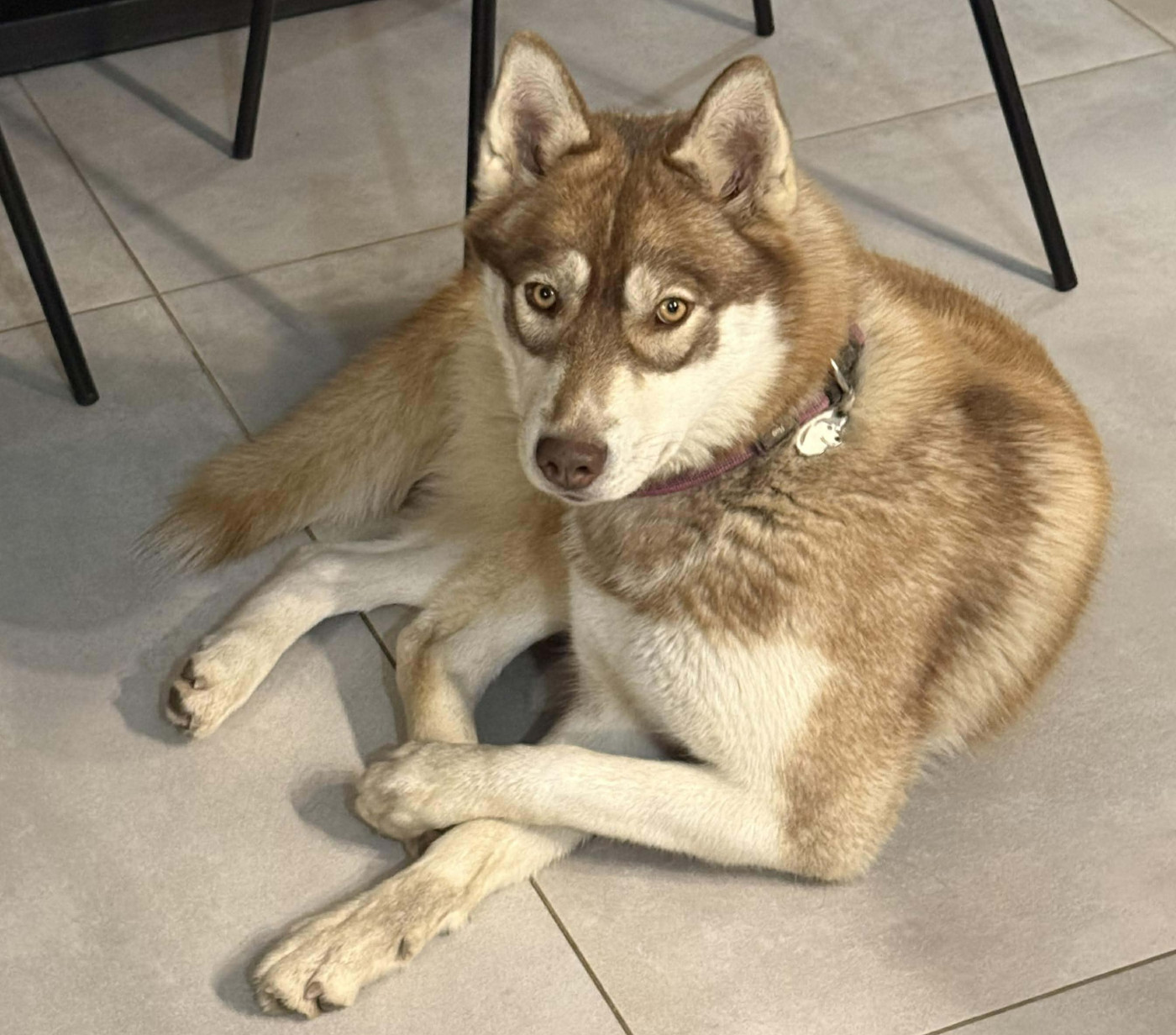 Alcateia Das Neves Ariel