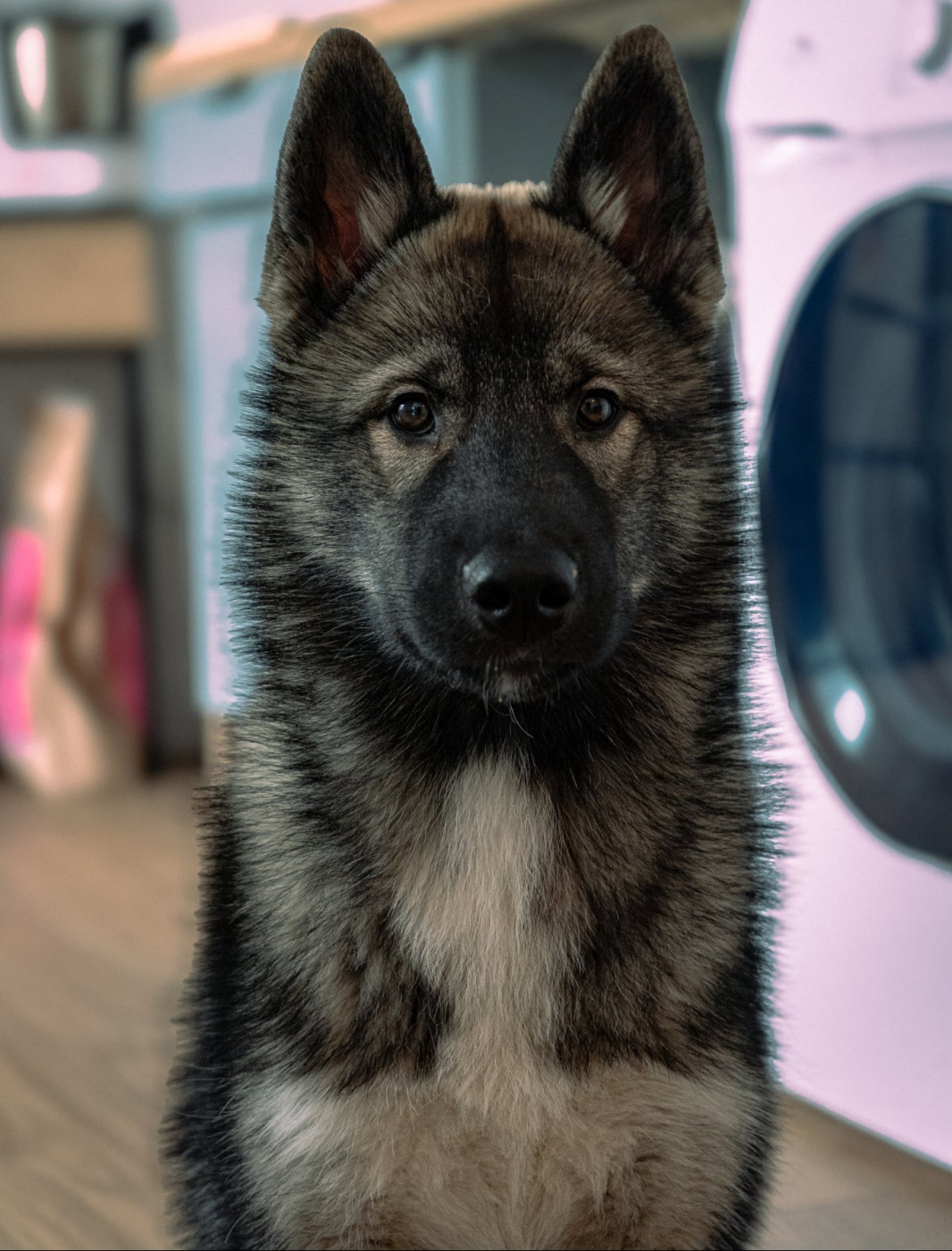 Alcateia Das Neves Akela