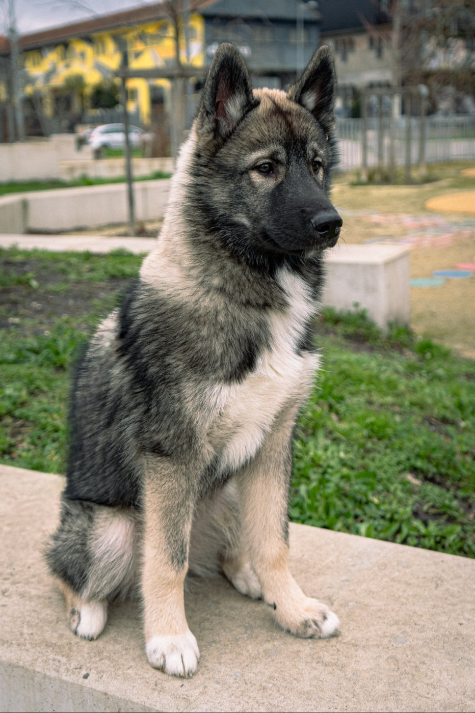 Alcateia Das Neves Akela
