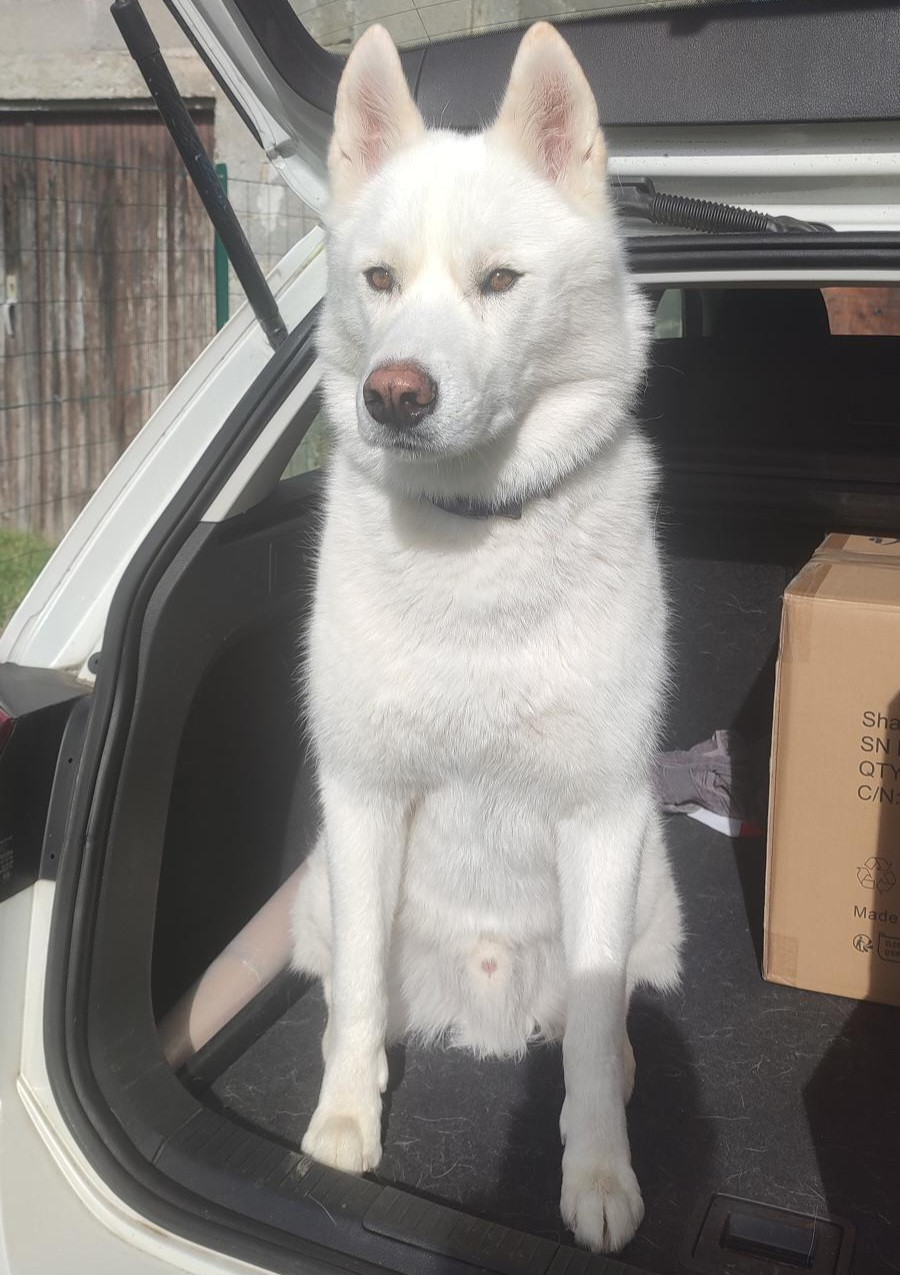 Alcateia Das Neves Talos