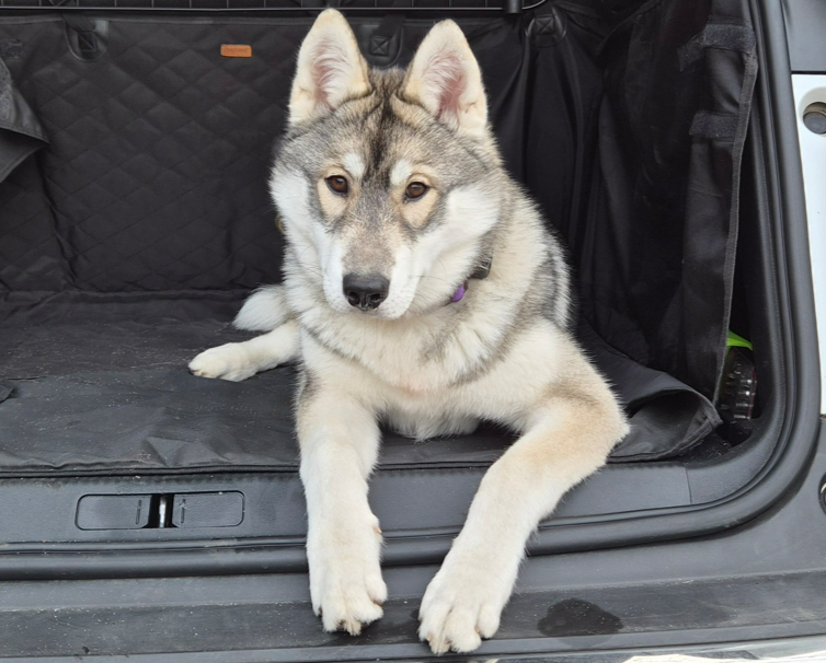 Alcateia Das Neves Atika