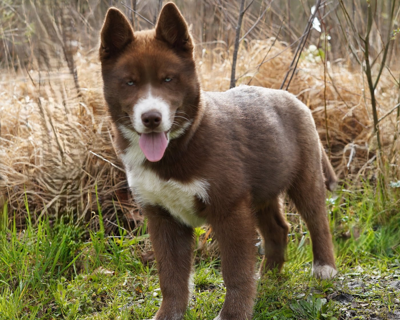 A'Kurama De La Vallée Des Pépites