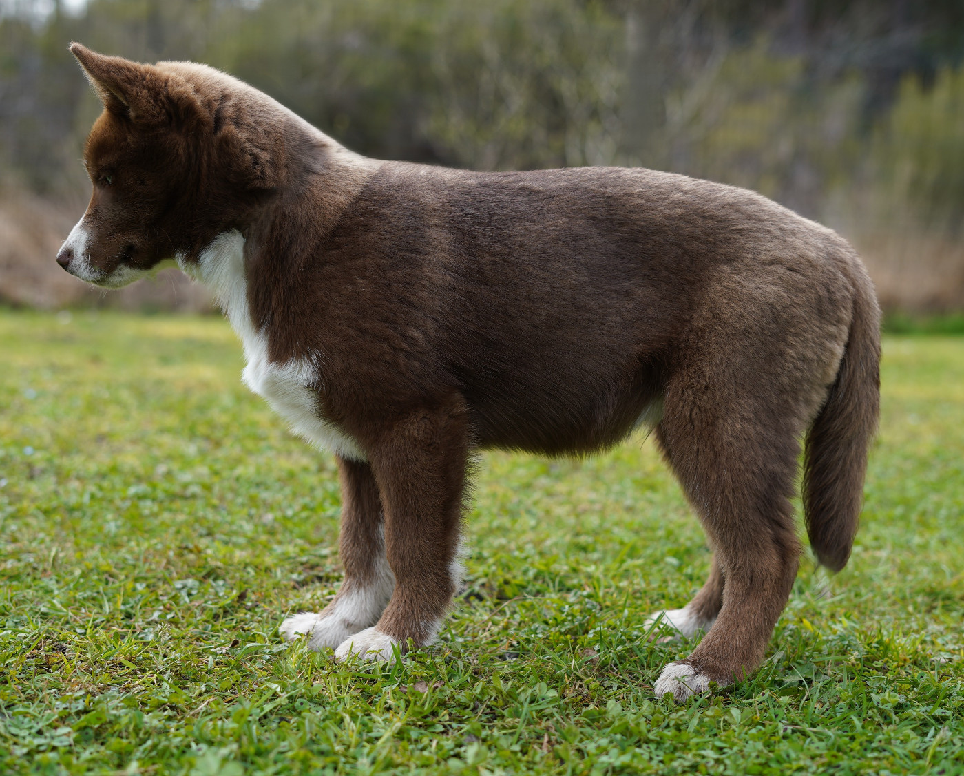 A'Kurama De La Vallée Des Pépites
