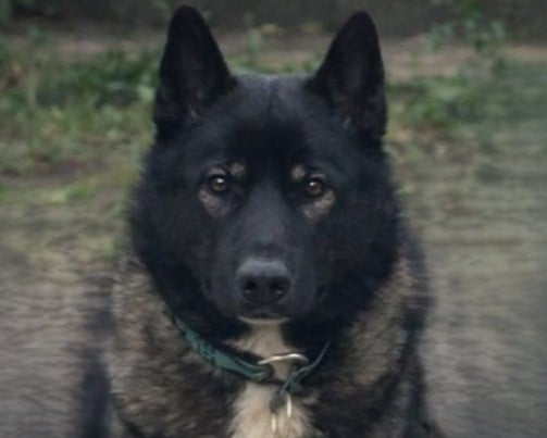 Alcateia Das Neves Anubis