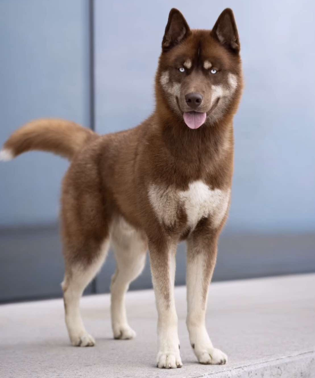 Alcateia Das Neves Alaska