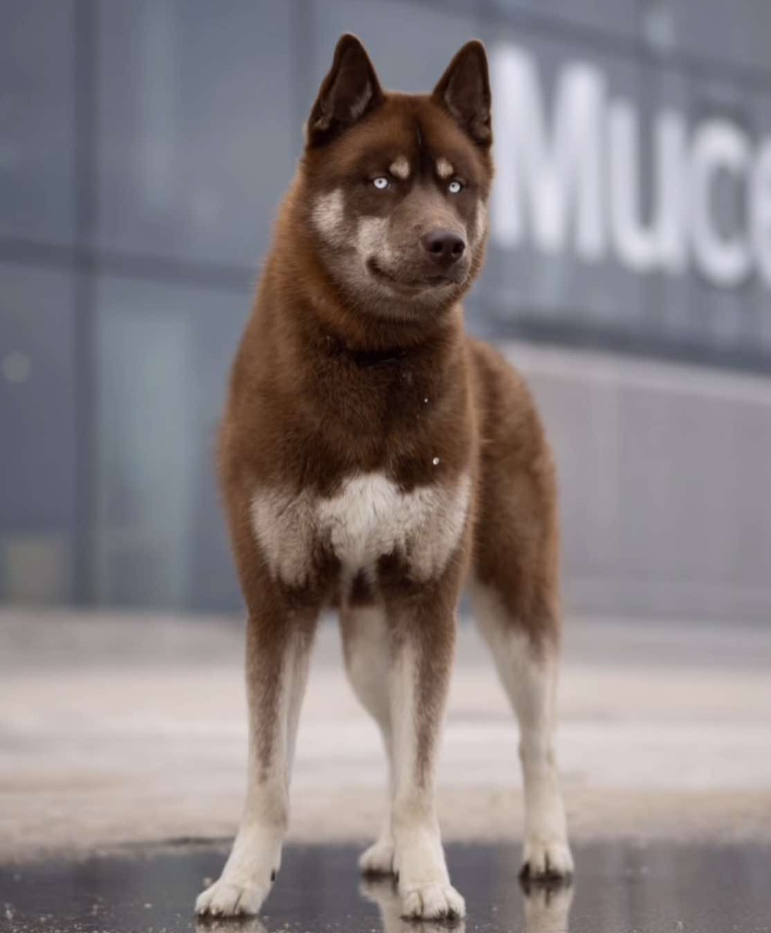 Alcateia Das Neves Alaska