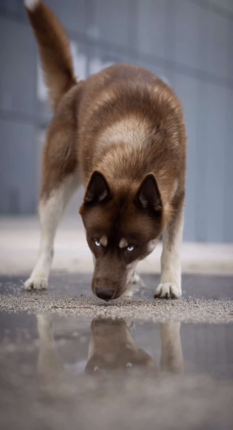 Alcateia Das Neves Alaska