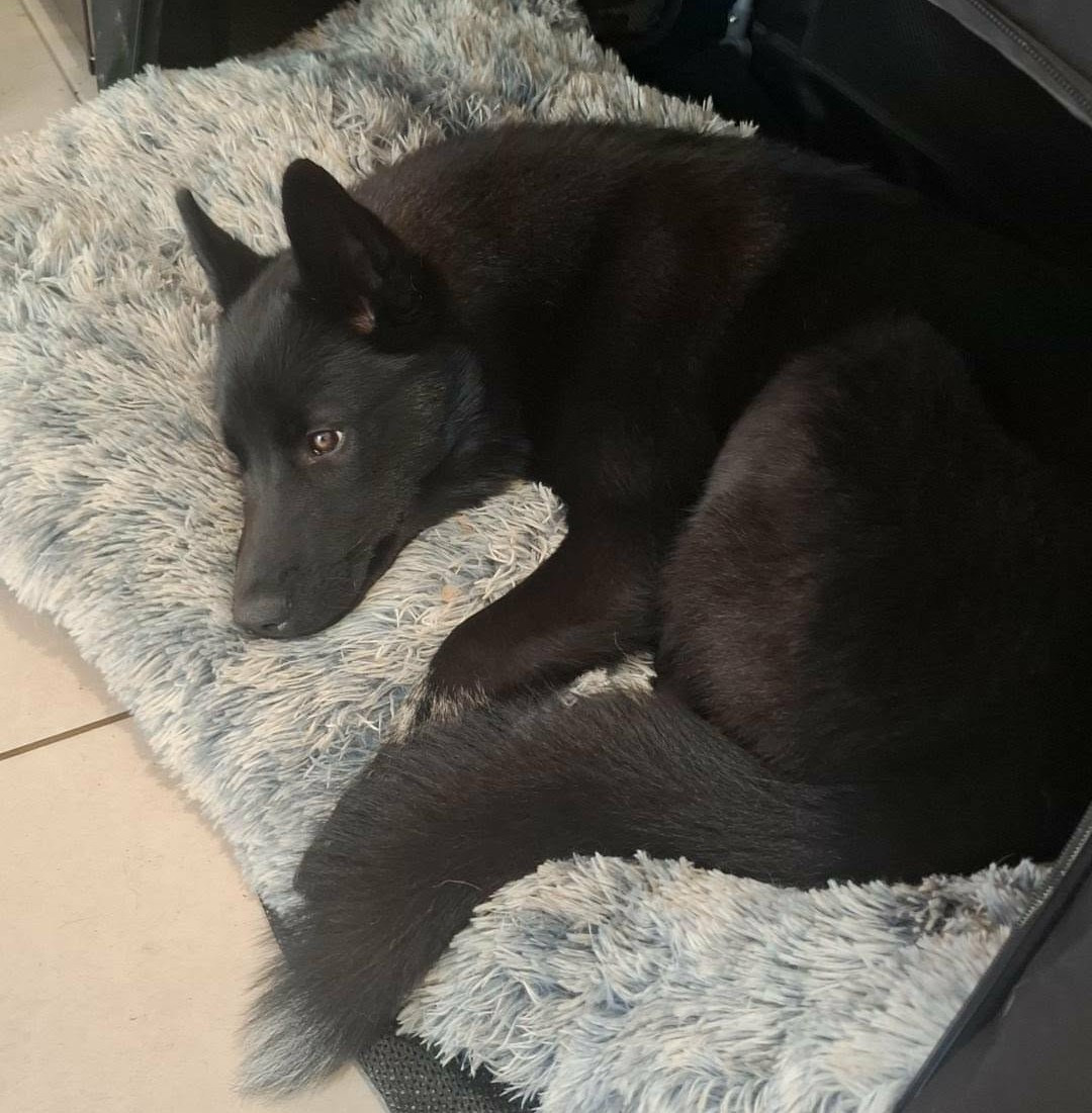 Alcateia Das Neves Amnesia