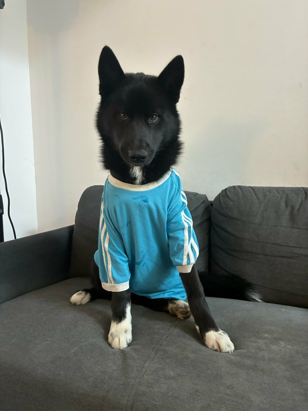 Alcateia Das Neves Alain