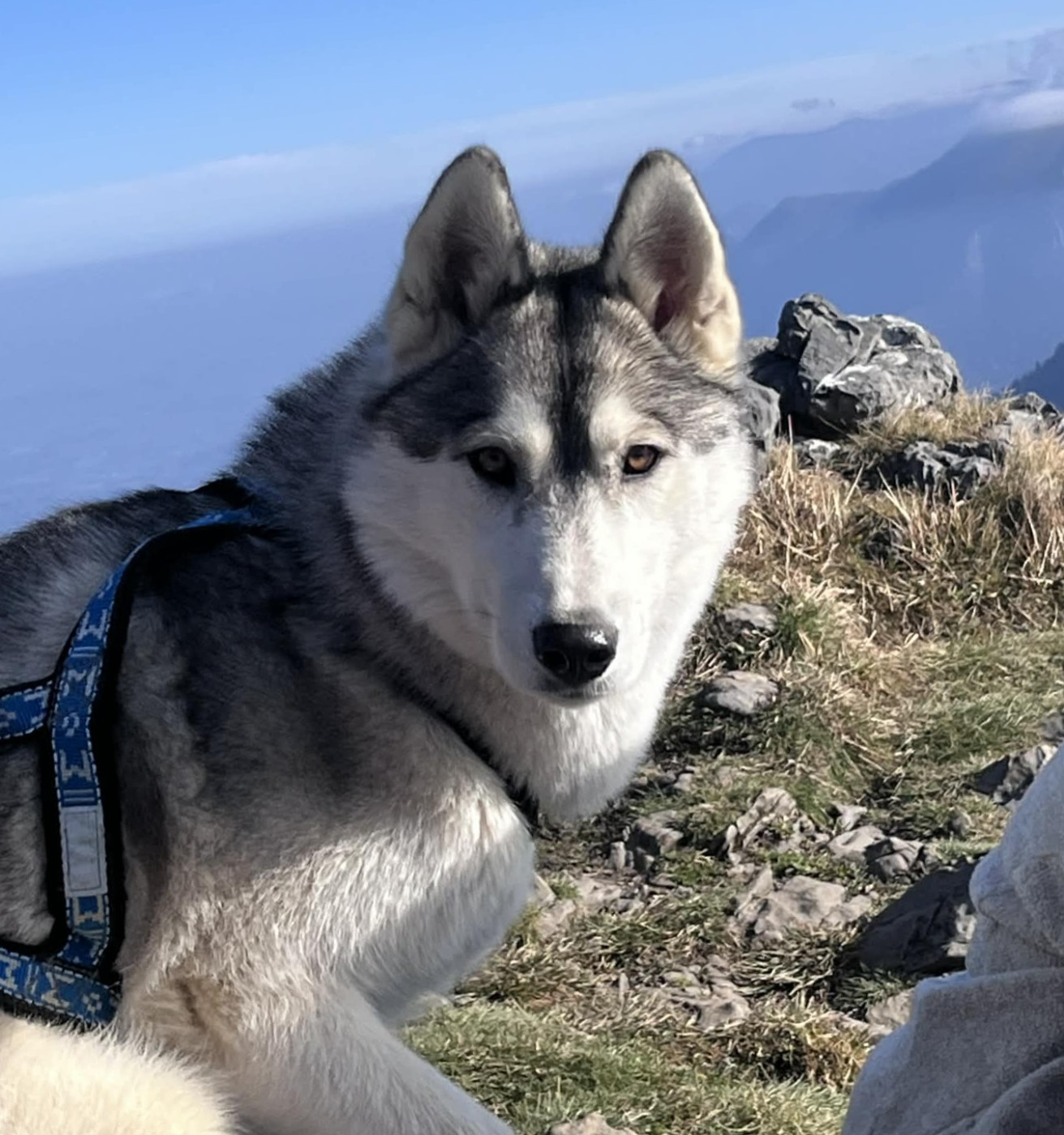 Alcateia Das Neves U'vaia