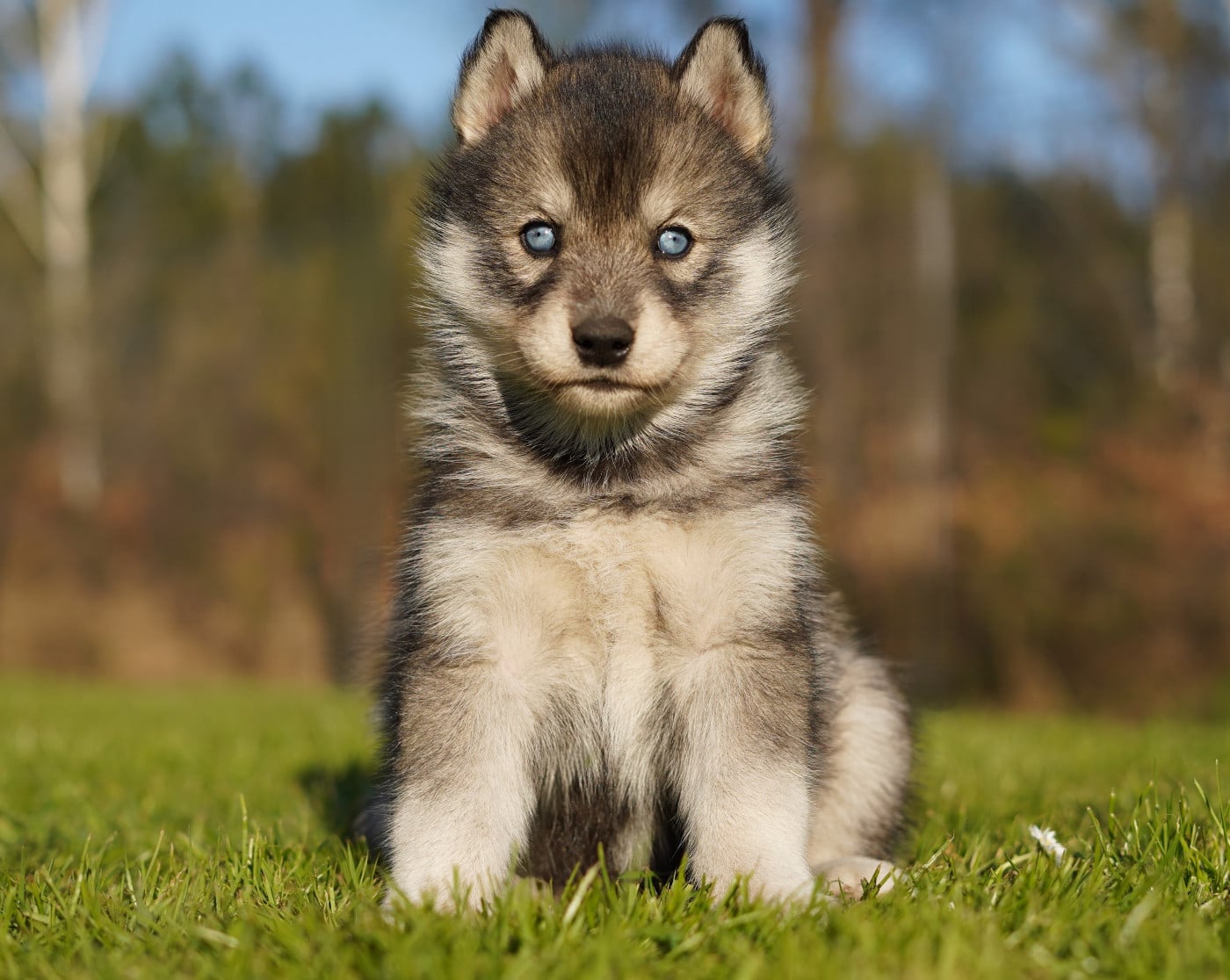 Alcateia Das Neves Borea