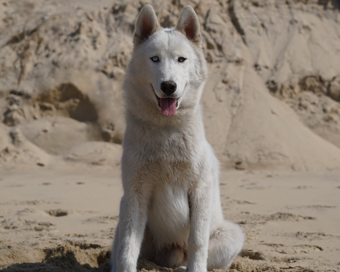 Alcateia Das Neves Attila