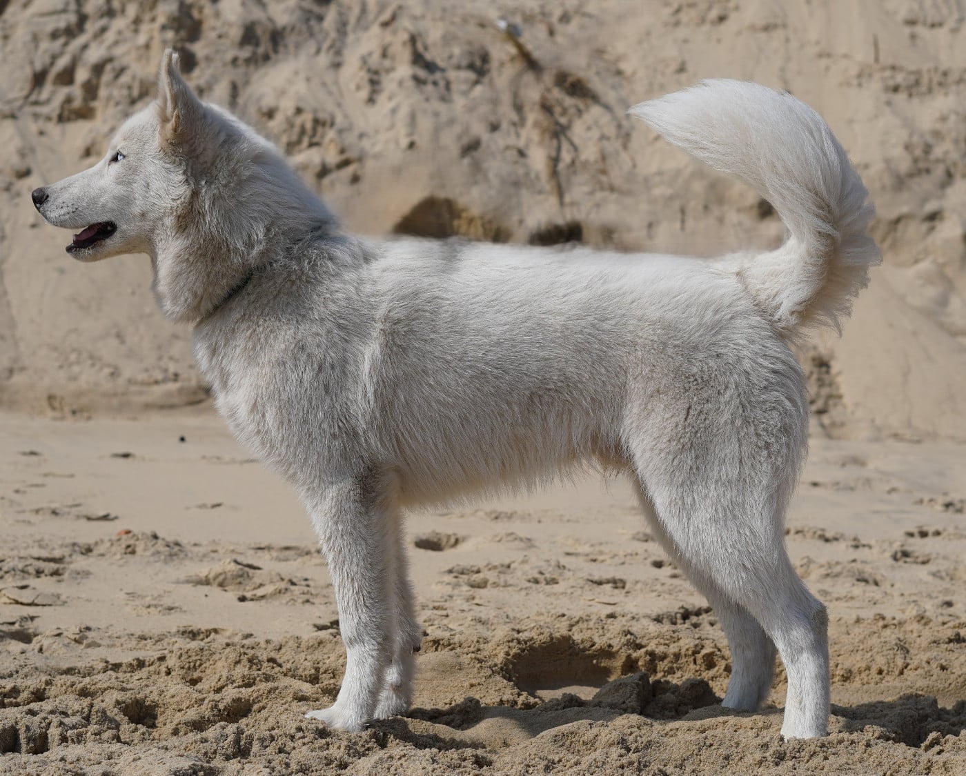 Alcateia Das Neves Attila