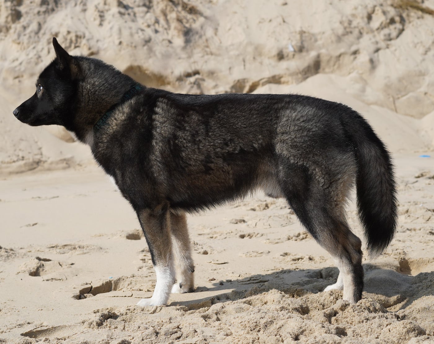 Alcateia Das Neves Anubis