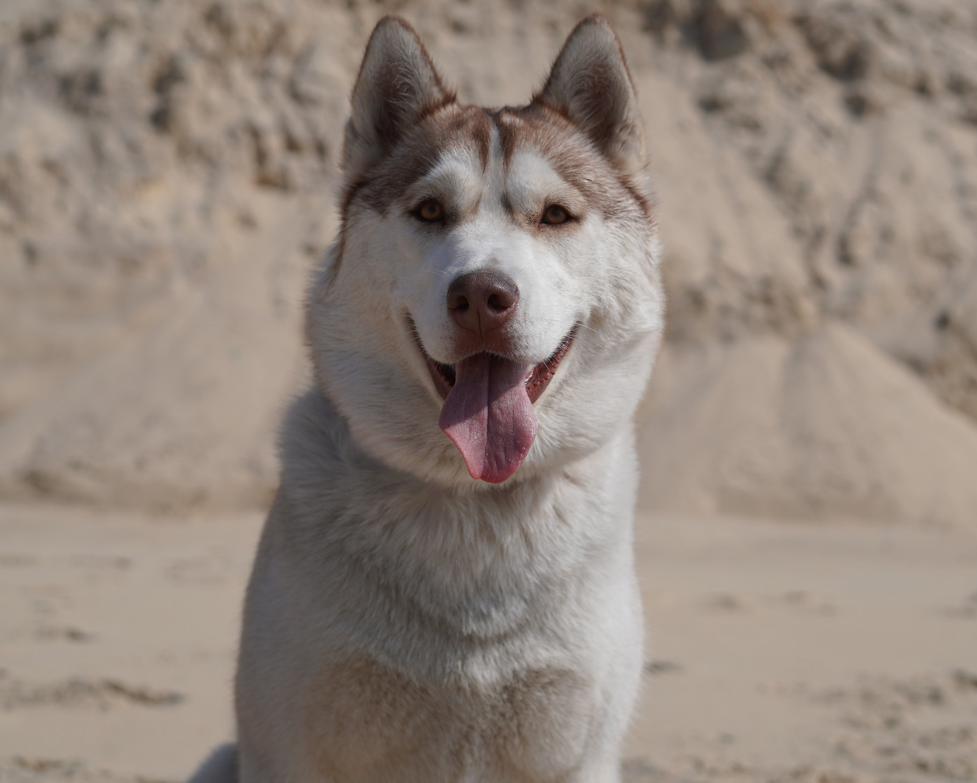 Alcateia Das Neves Aria