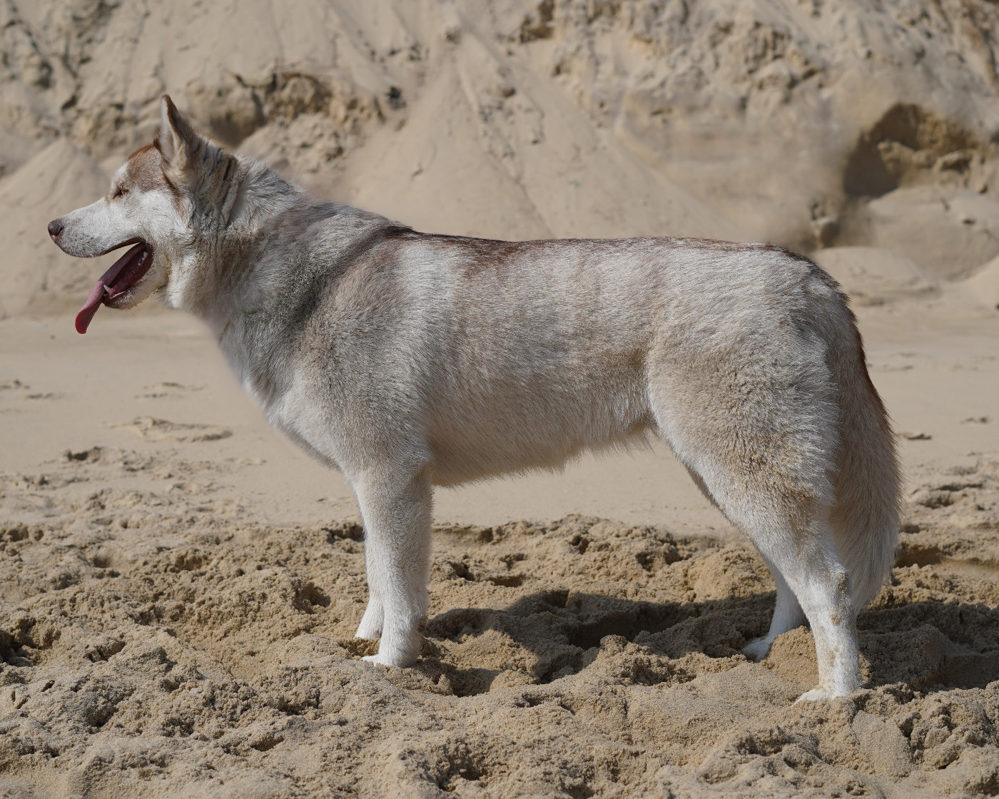 Alcateia Das Neves Aria
