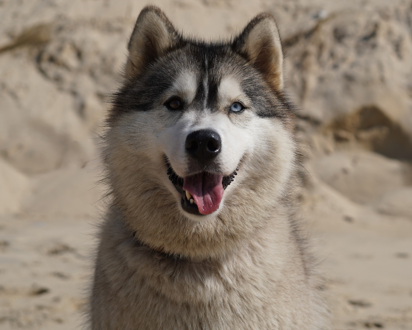 Alcateia Das Neves Umay