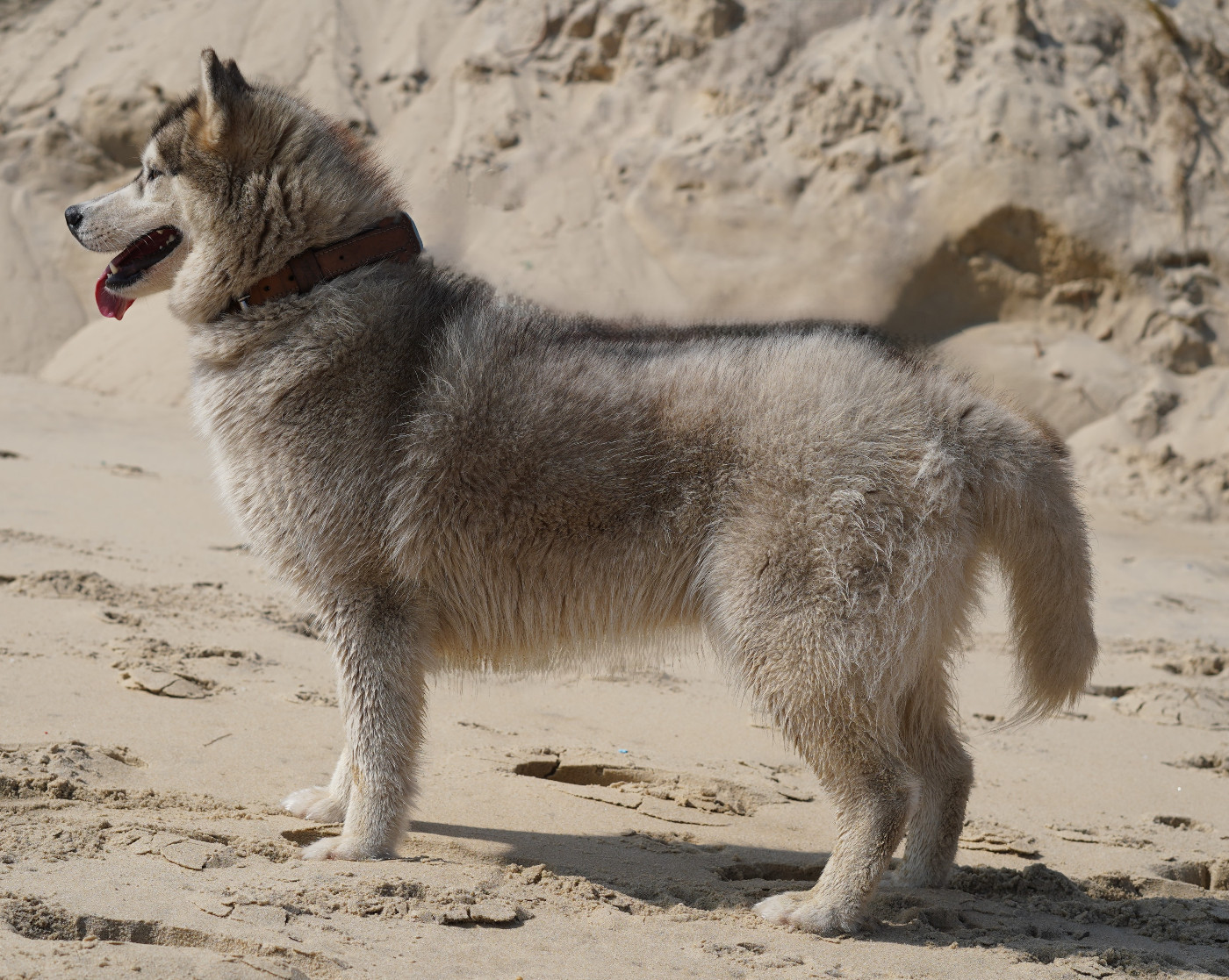 Alcateia Das Neves Umay