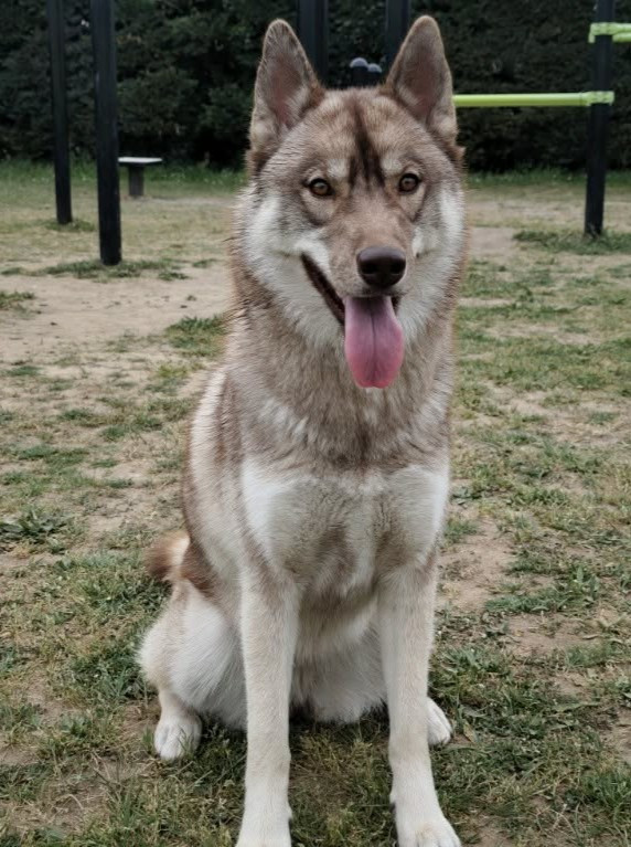 Alcateia Das Neves Amber