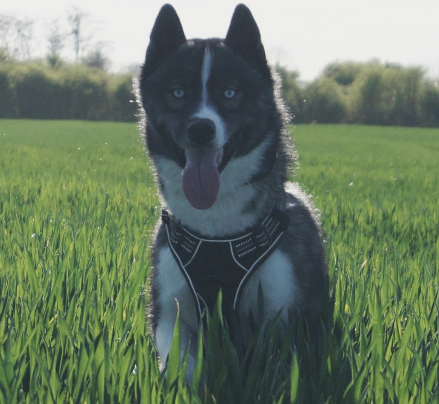 Alcateia Das Neves Arrow