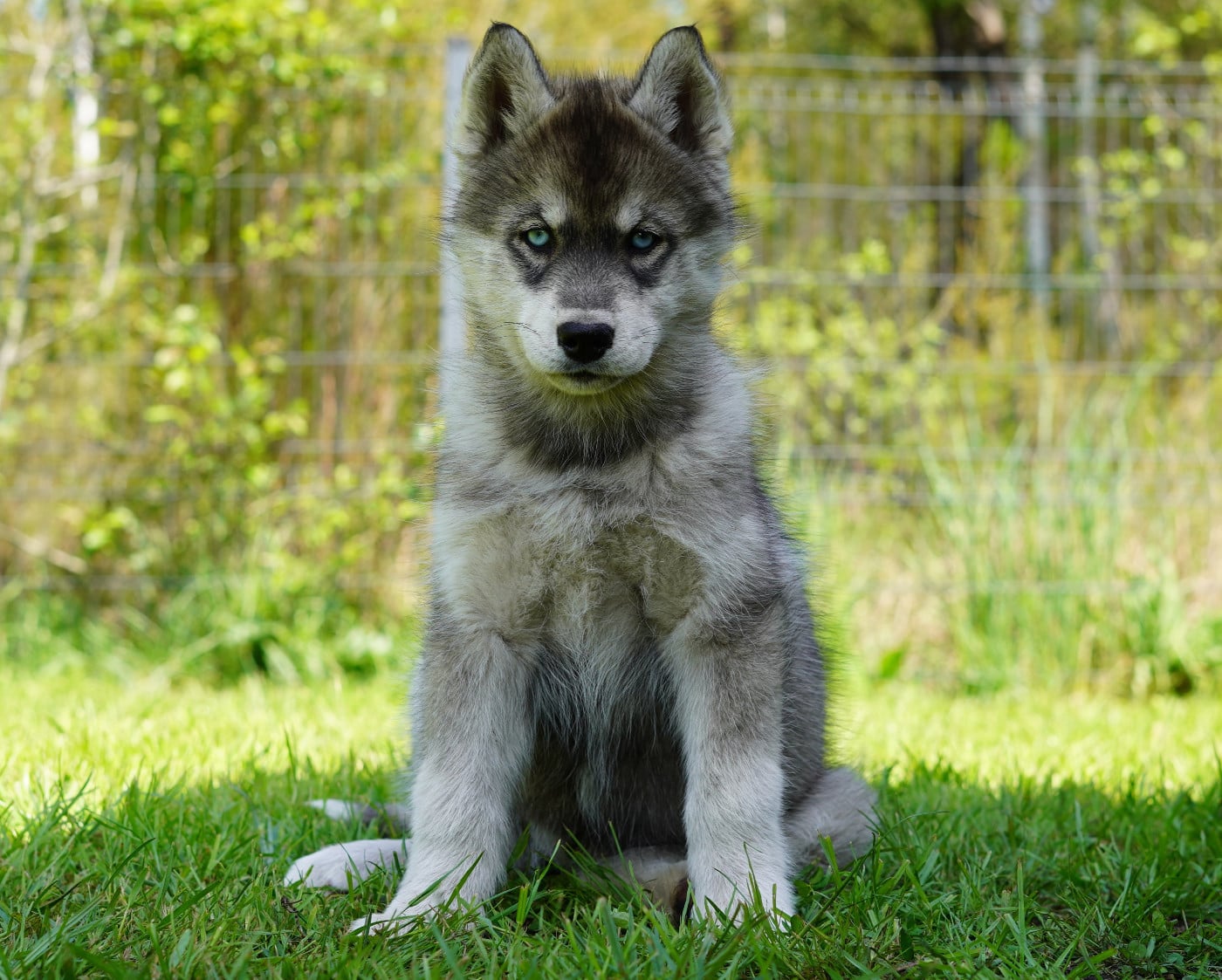 Alcateia Das Neves Borea
