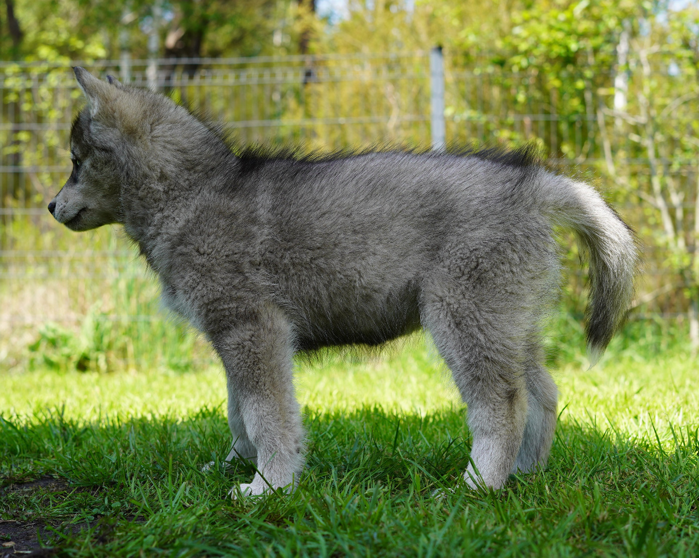 Alcateia Das Neves Borea