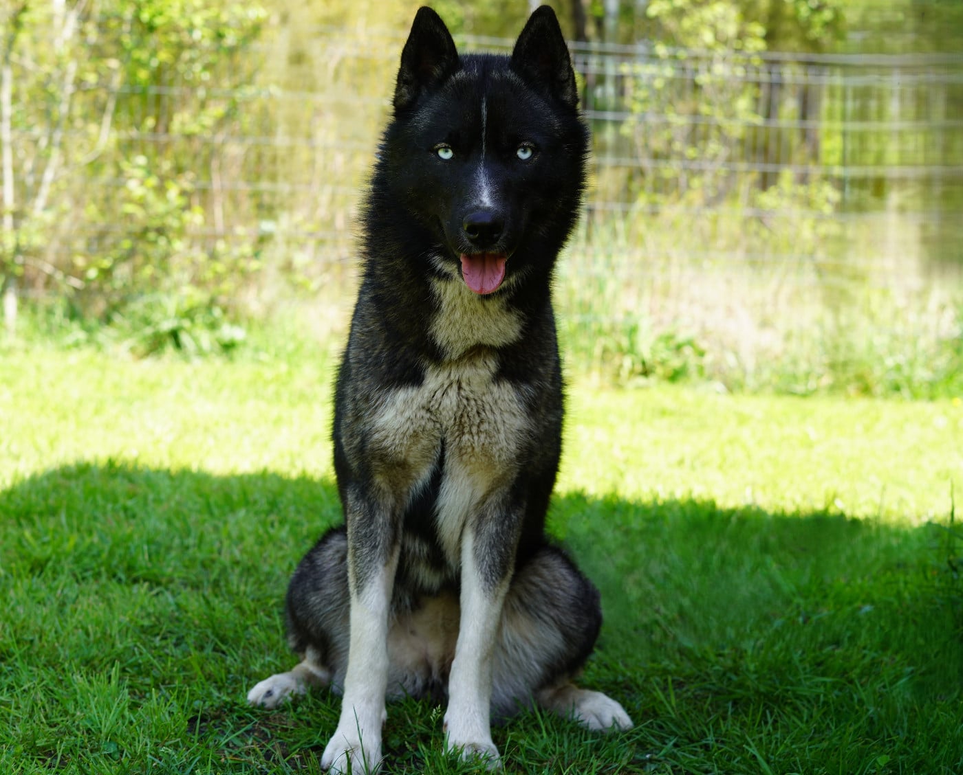 Alcateia Das Neves Astra