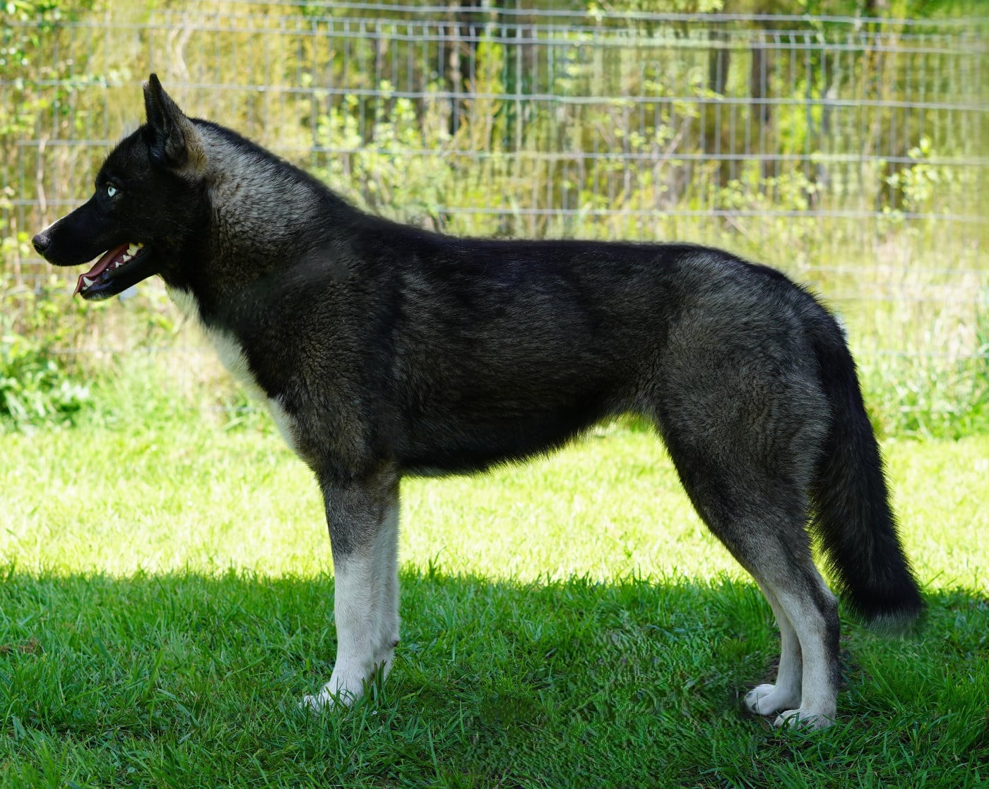 Alcateia Das Neves Astra