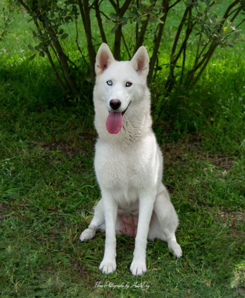 Publication : Alcateia Das Neves Auteur : Elevage ALCATEIA DAS NEVES