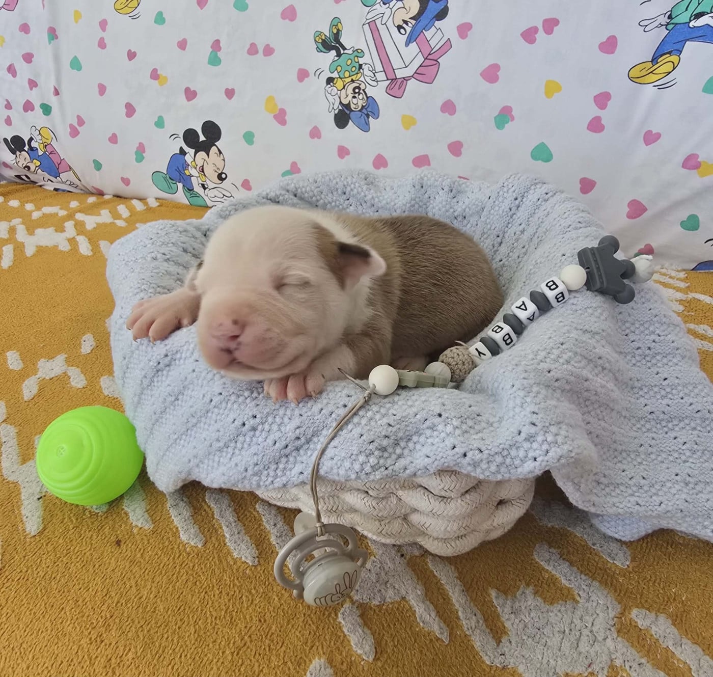 Chiot N°3 - American Staffordshire Terrier