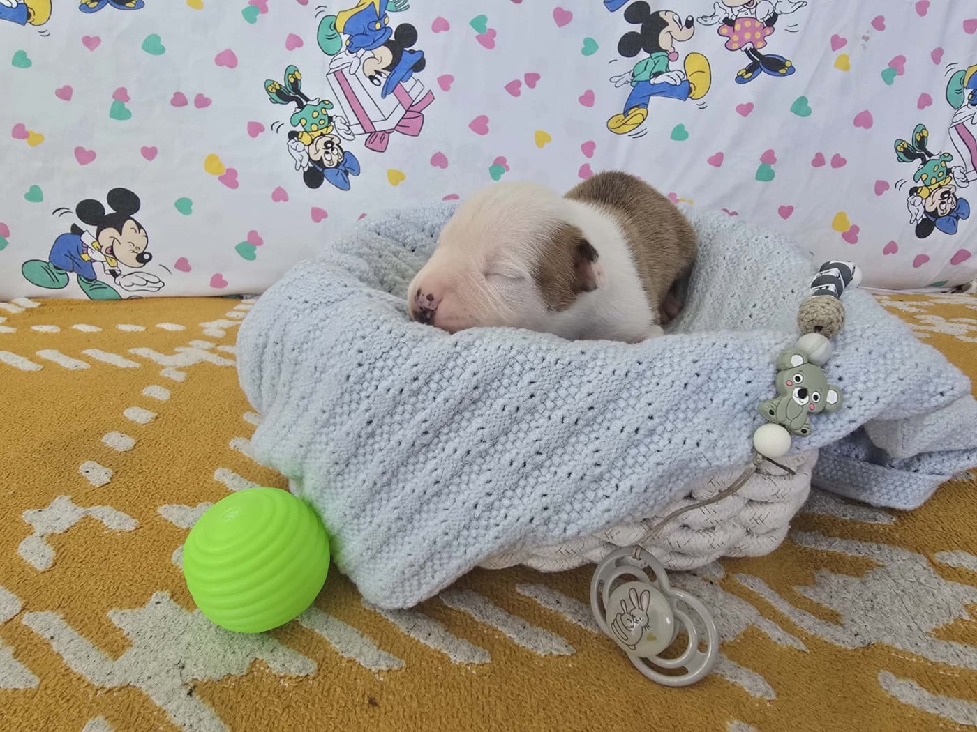 Chiot N°5 - American Staffordshire Terrier