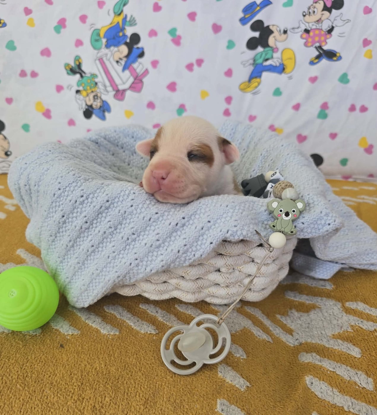 Chiot N°6 - American Staffordshire Terrier