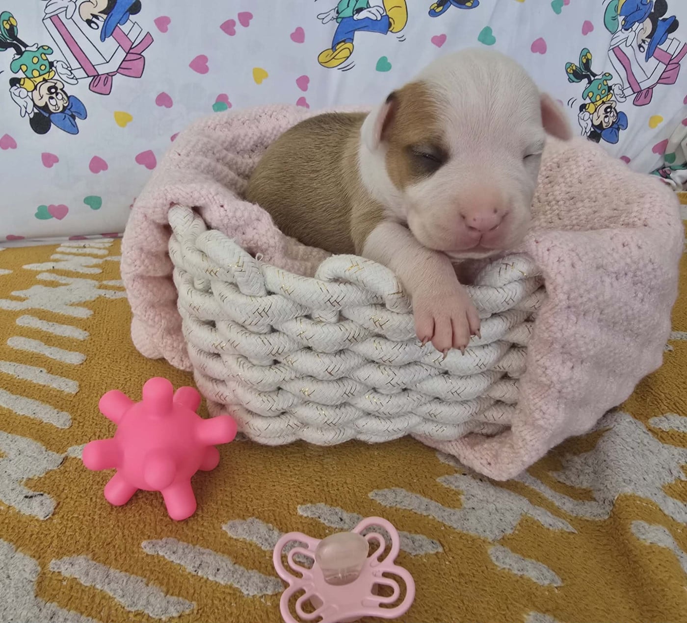 Chiot N°7 - American Staffordshire Terrier