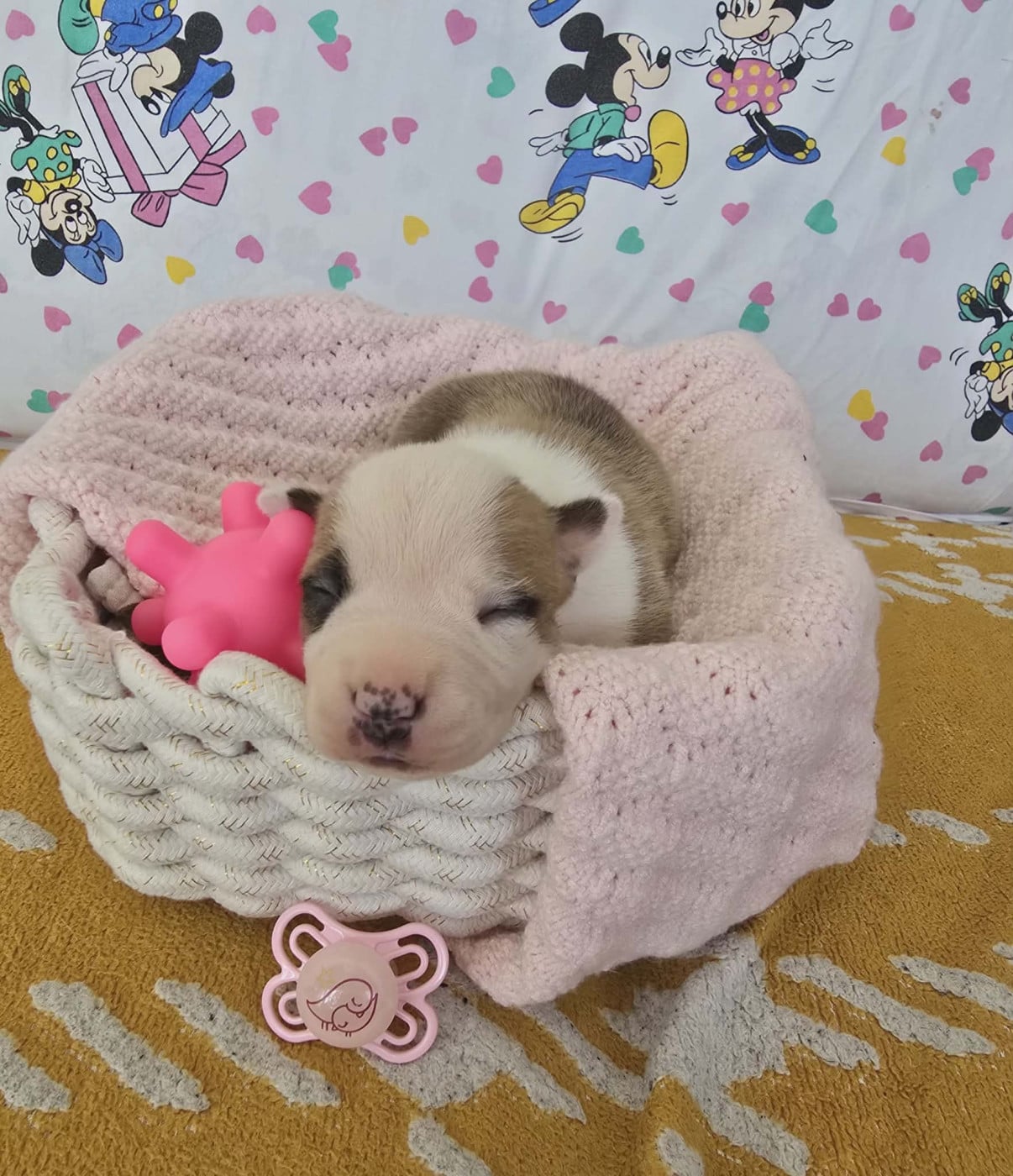 Chiot N°8 - American Staffordshire Terrier