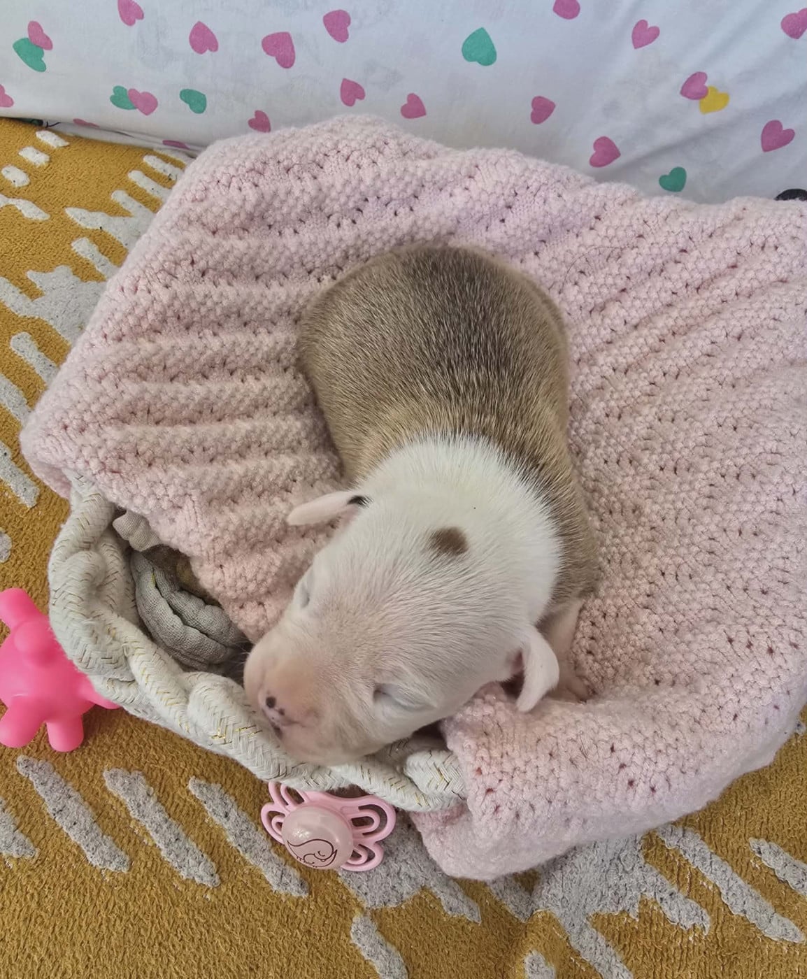 Chiot N°9 - American Staffordshire Terrier