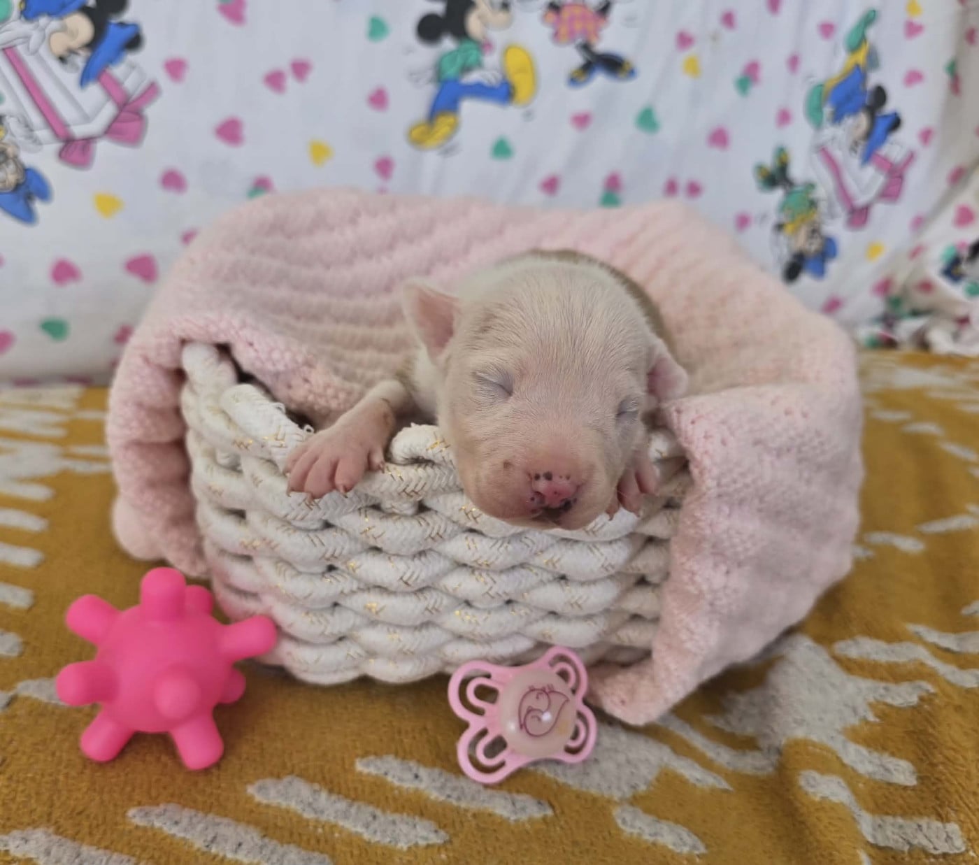 Chiot N°10 - American Staffordshire Terrier