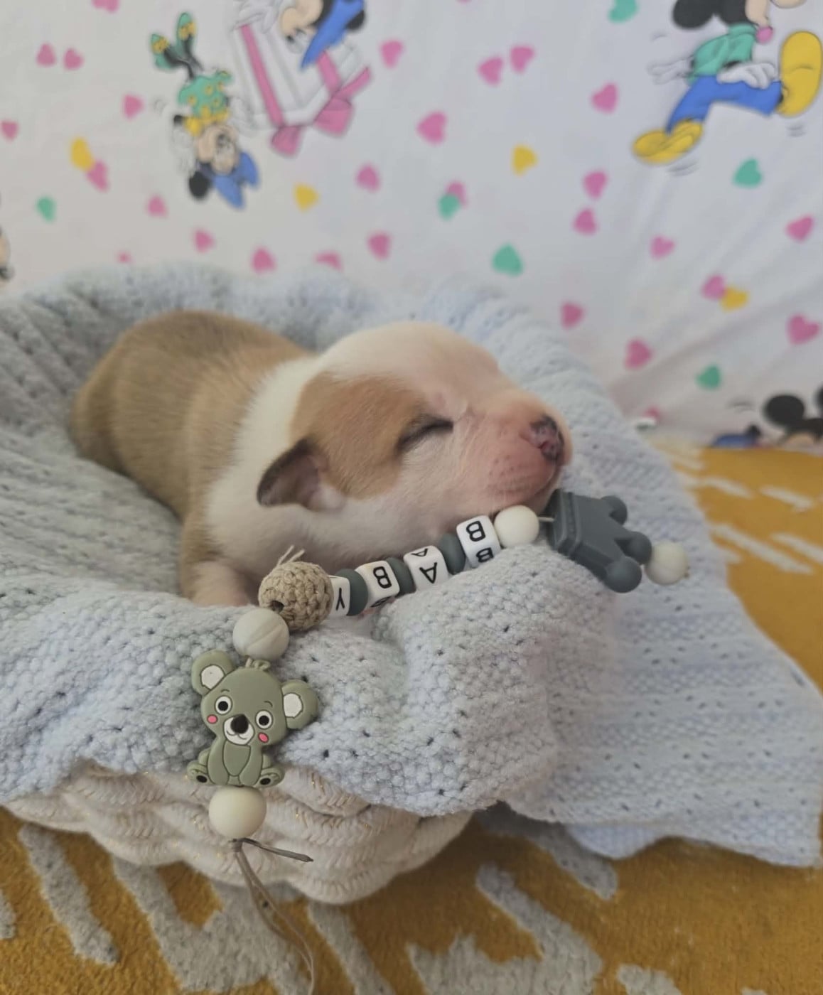 Chiot N°11 - American Staffordshire Terrier