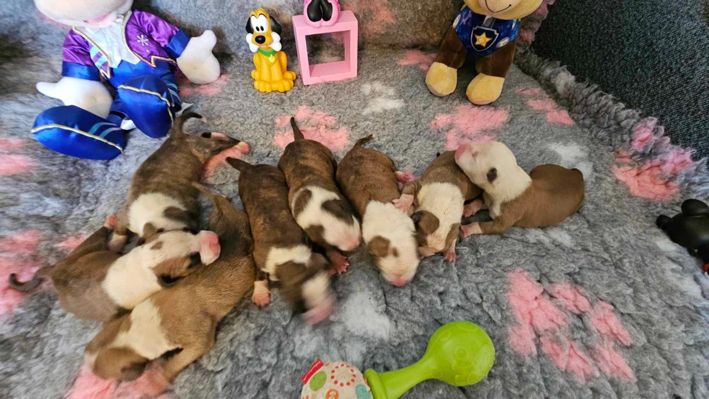 American Staffordshire Terrier - de la Vallée Des Ki Saout