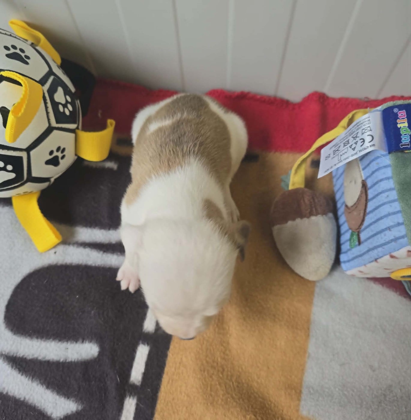 Chiot N°2