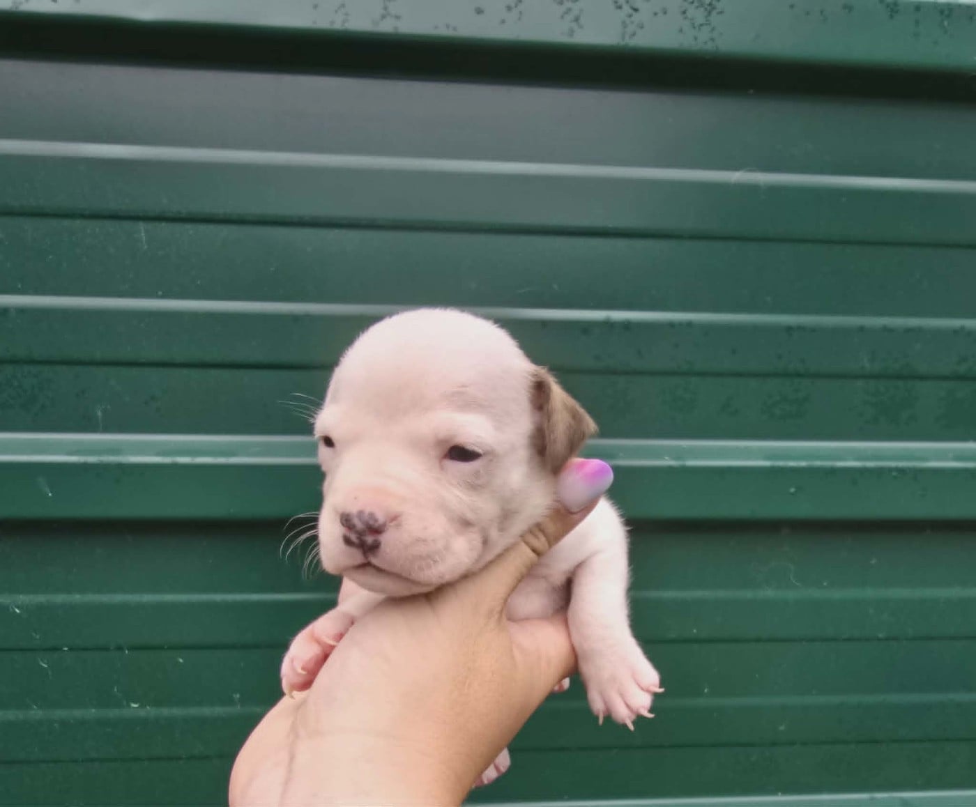 Chiot N°2