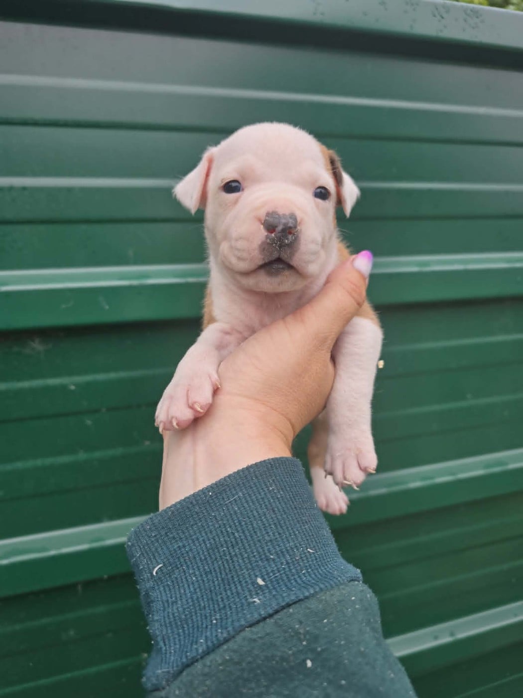 Chiot N°3