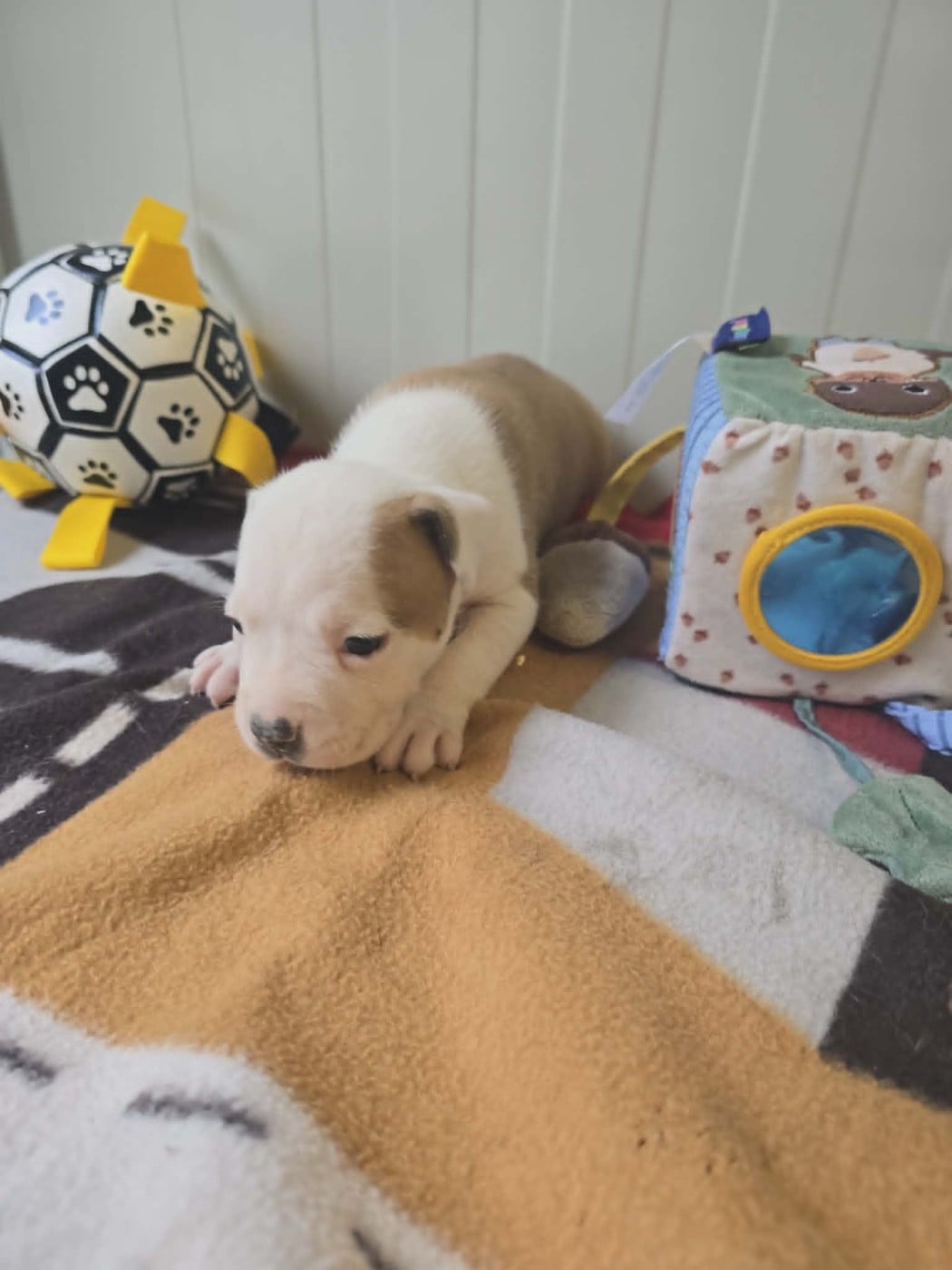 Chiot N°4
