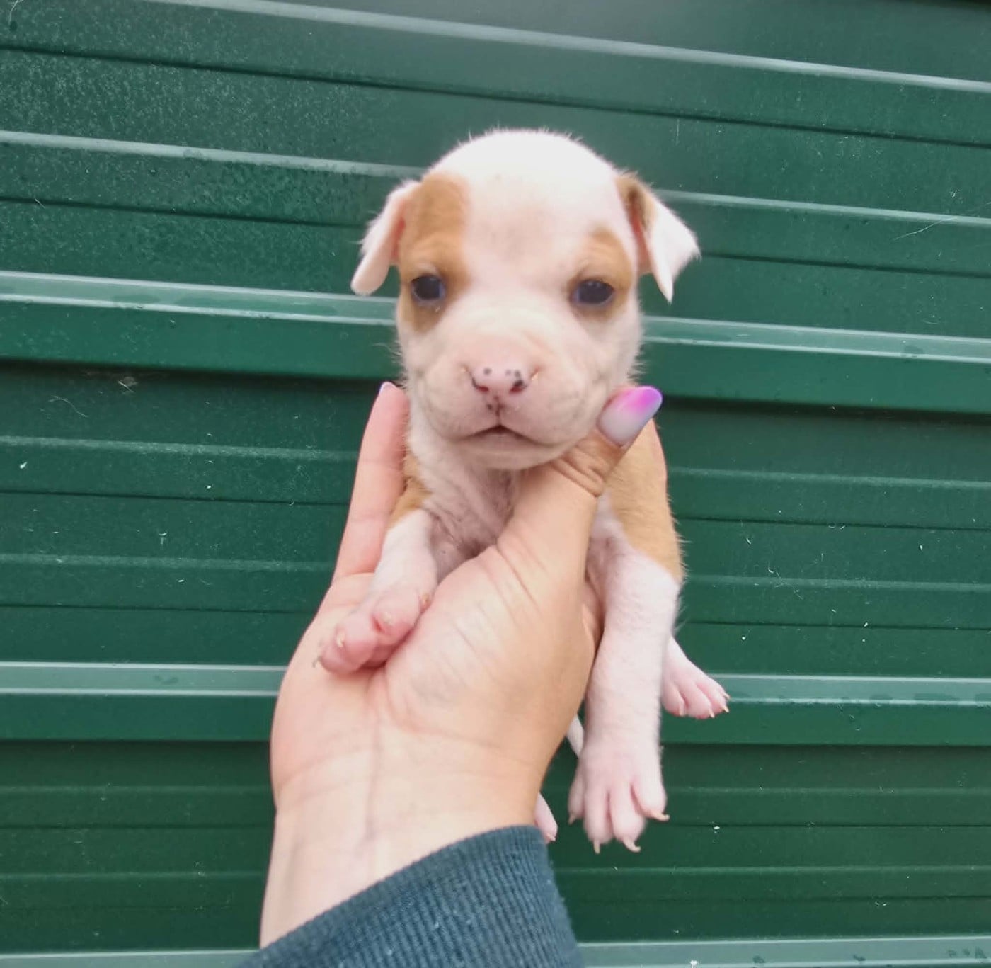 Chiot N°6