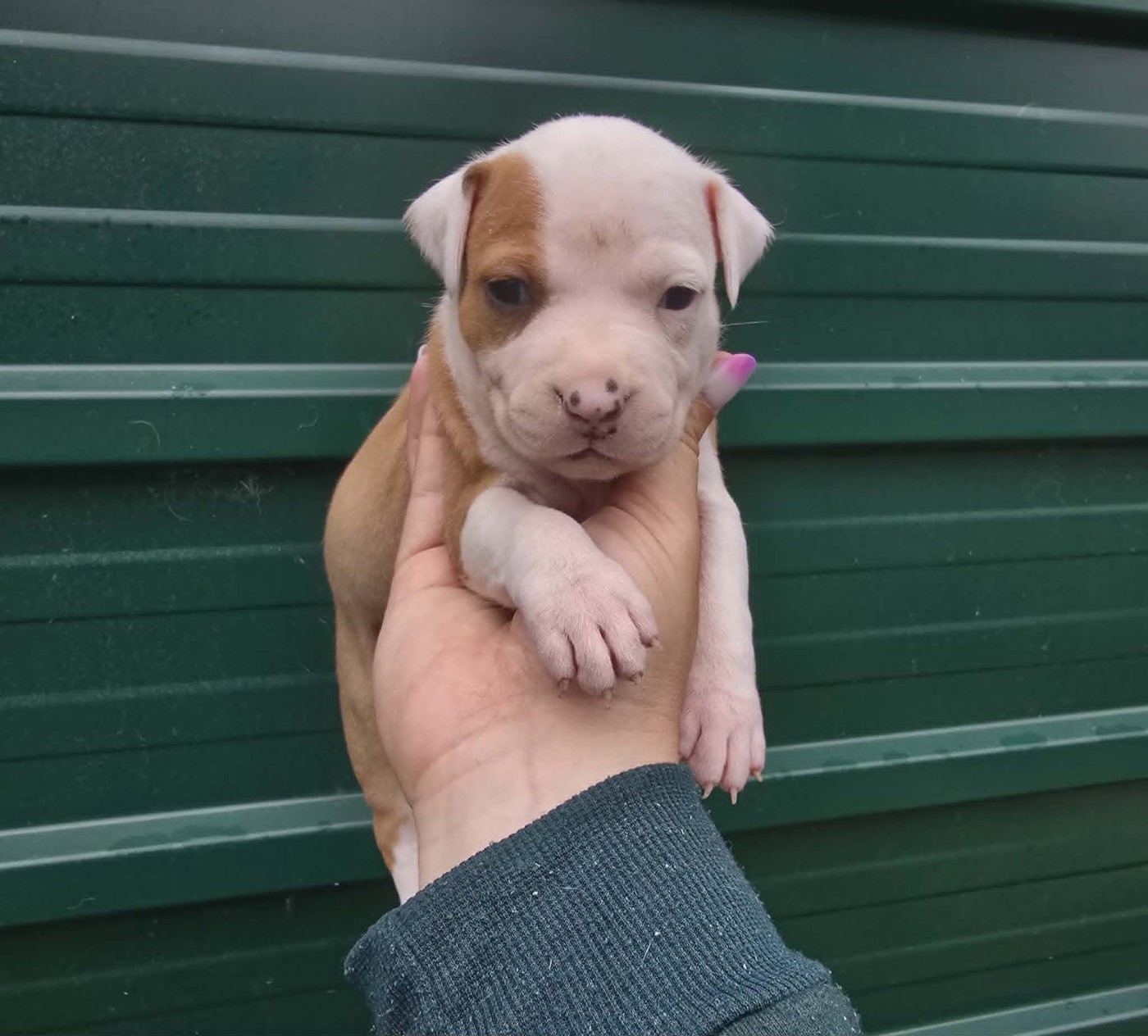 Chiot N°7