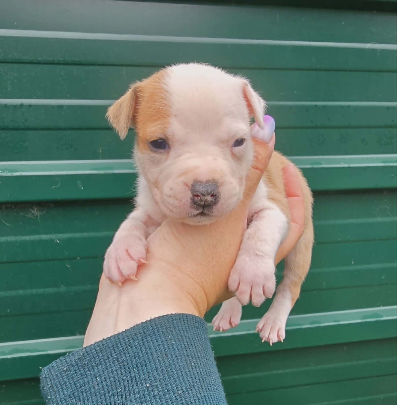 Chiot N°11