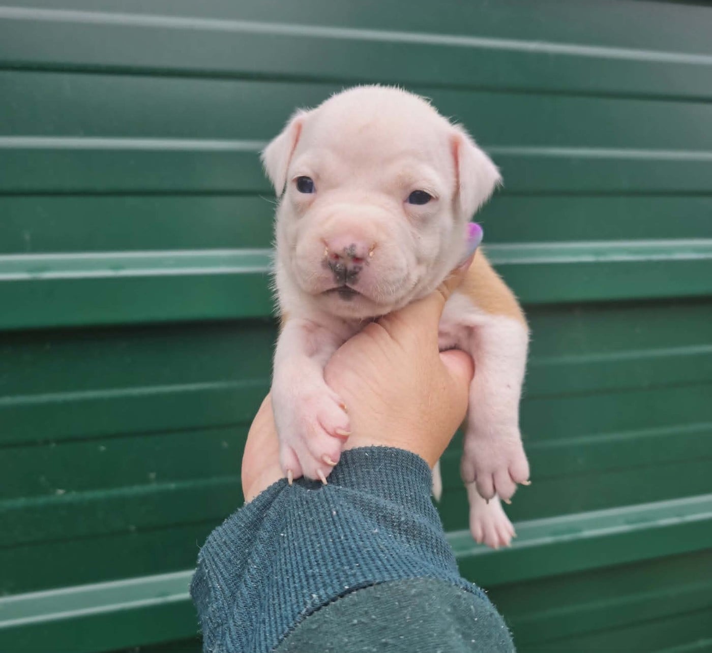 Chiot N°5